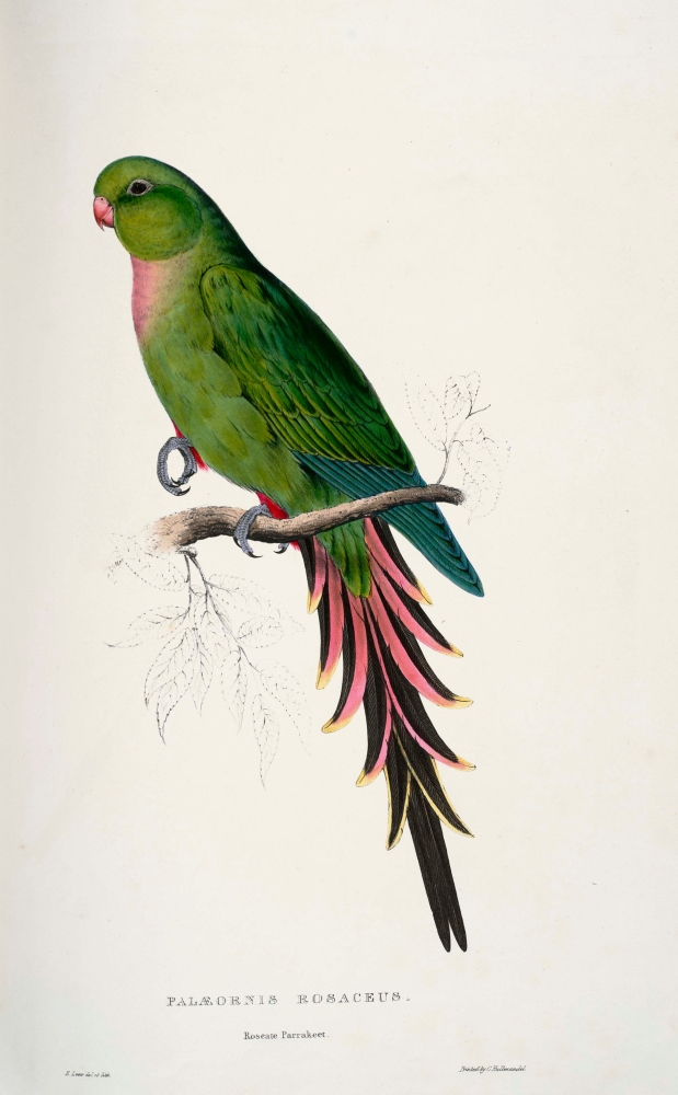 Psittacidae 1832 Roseate Parakeet Poster Print by Edward Lear - 18 x 24