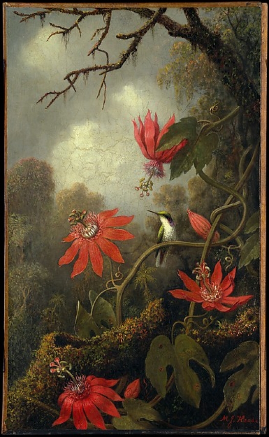 Hummingbird & Passionflowers Poster Print by Martin Johnson Heade - 18 x 24