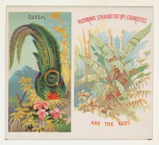 MET421282 Quezal From Birds of The Tropics Series, N38 for Allen & Ginter Cigarettes Poster Print, 18 x 24