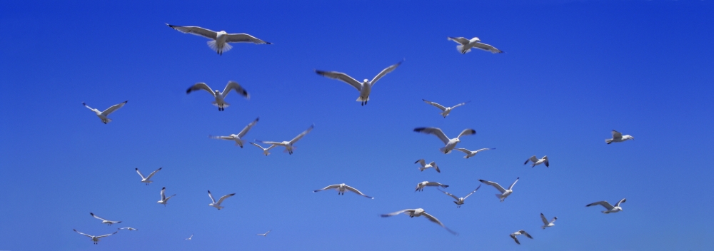 A Group of Birds Poster Print - 23 x 8 in.