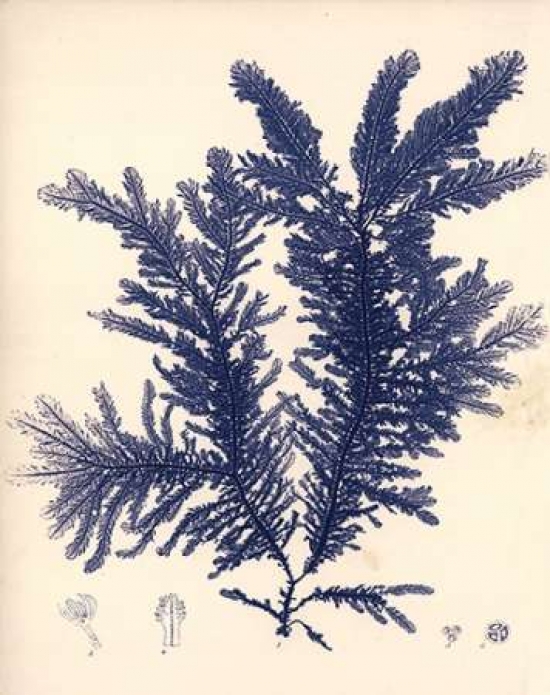 Blue Botanical Study IV Poster Print by Kimberly Poloson - 11 x 14 - Small