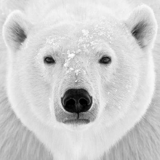 Polar Bear Poster Print by Photoinc Studio, 24 x 24 - Large
