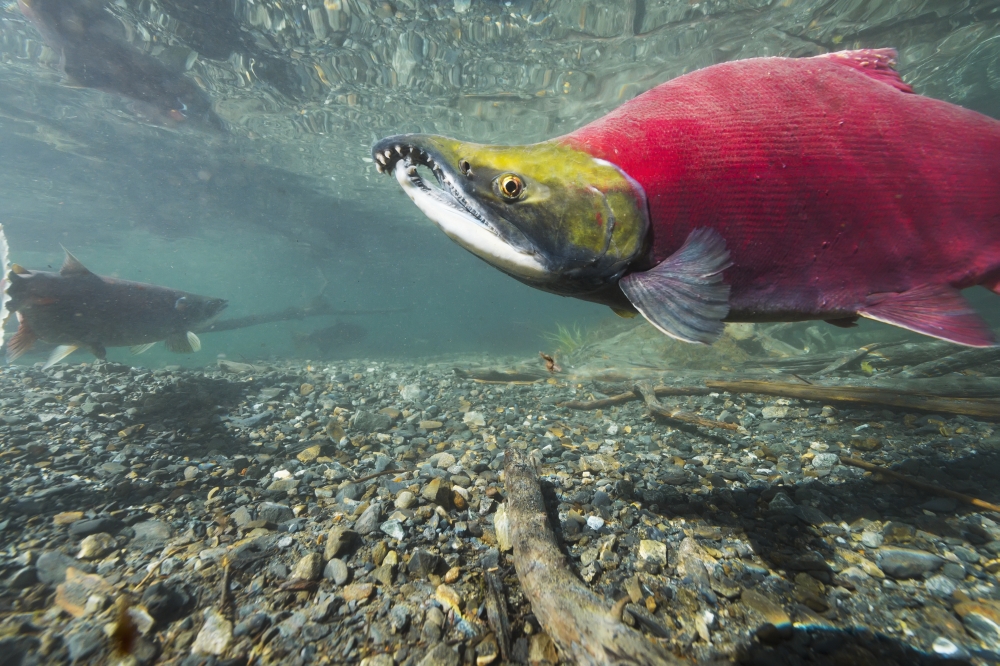 Underwater View of A Male Sockeye Salmon in Power Creek Near Cordova South Central Alaska Poster Print - 19 x 12 in.