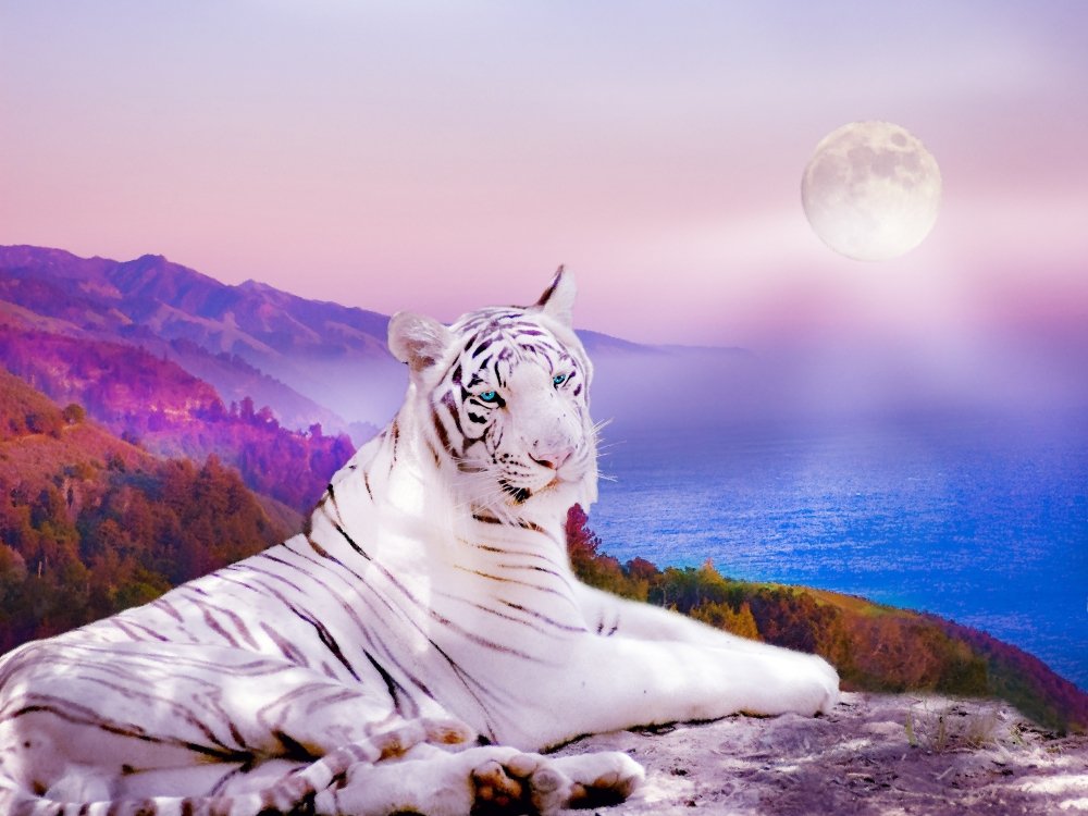 White Tiger Moon Poster Print by Alixandra Mullins, 16 x 12