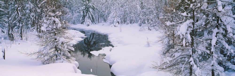 Trees At The Lakeside New York State Route 28 Old Forge Adirondack Mountains New York State USA Poster Print 36 x 12