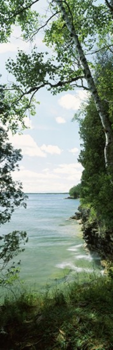 PPI137279S Trees At The Lakeside Cave Point County Park Lake Michigan Door County Wisconsin USA Poster Print, 18 x 6 -  Panoramic Images