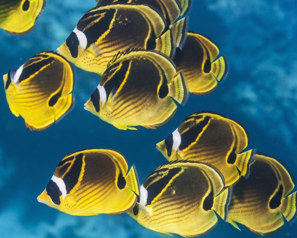 DPI12256311 Racoon Butterflyfish Schooling Near Kona - Island of Hawaii Hawaii United States of America Poster Print - 17 x 13 in.