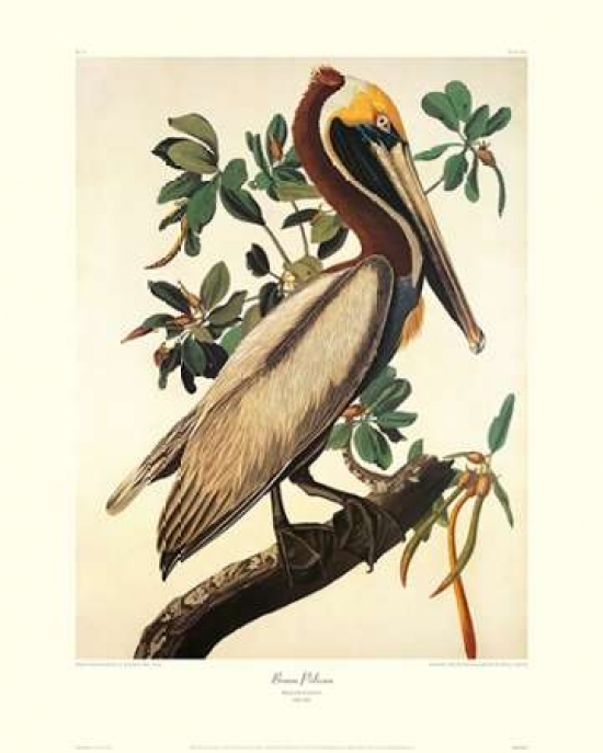 Brown Pelican, Decorative Border Poster Print by John James Audubon, 8 x 10 - Small