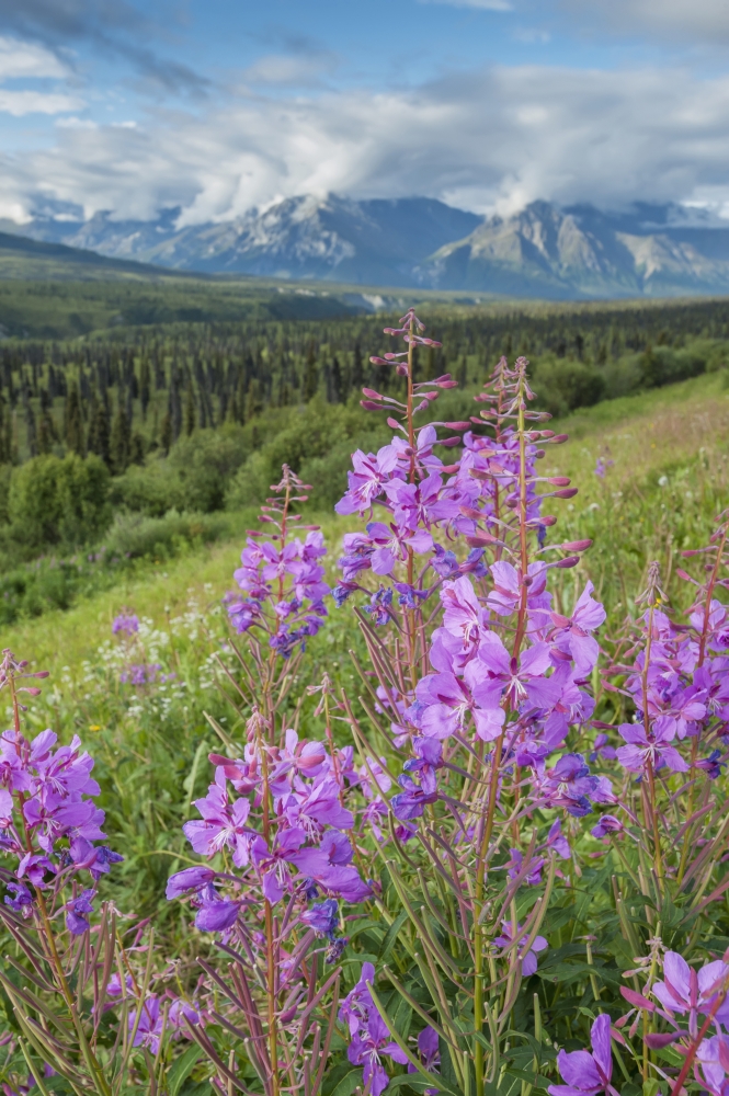 Scenic View of Landscape Near Palmer Alaska with Fireweed in The Foreground South Central Alaska Summer Poster Print - 24 x 38 in. - Large