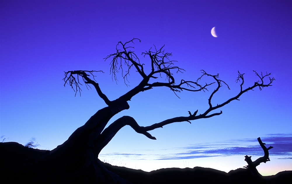 Silhouette of A Tree Poster Print - 17 x 11 in.