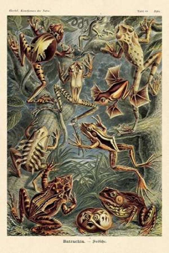 Haeckel Nature Illustrations - Frogs Poster Print by Ernst Haeckel, 12 x 18 - Small