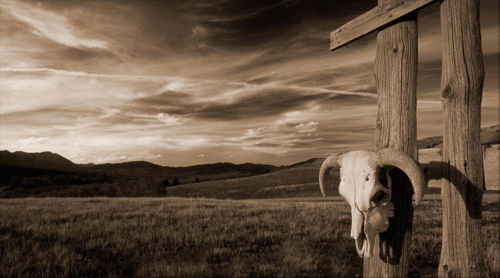 Cattle Skull Hanging on Ranchers Fence Poster Print - 36 x 20 in. - Large