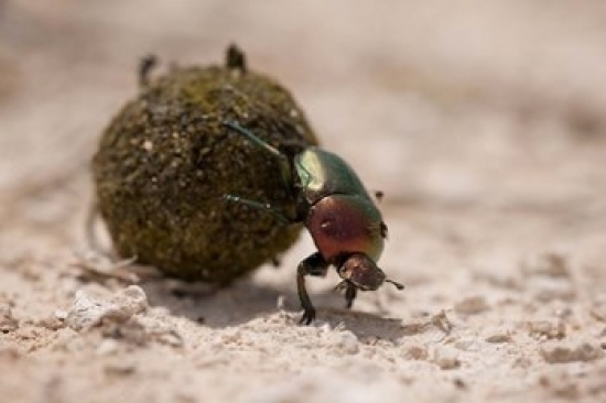 Namibia Etosha Np Dung Beetle Insect Poster Print by Paul Souders