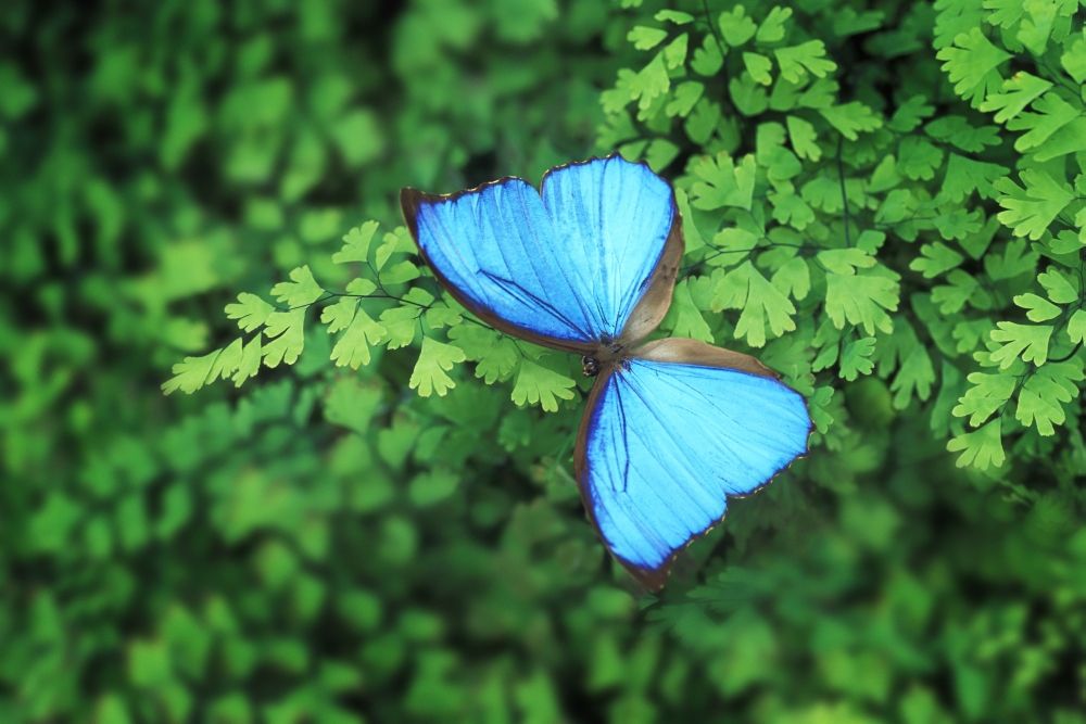 DPI11198 A Blue Butterfly Poster Print - 17 x 11 in.