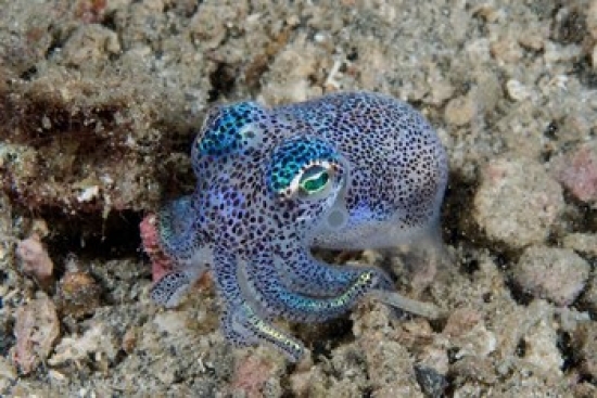 PDDAS11BJA0067 Bobtail Squid Marine Life Poster Print by Jaynes Gallery, 26 x 18