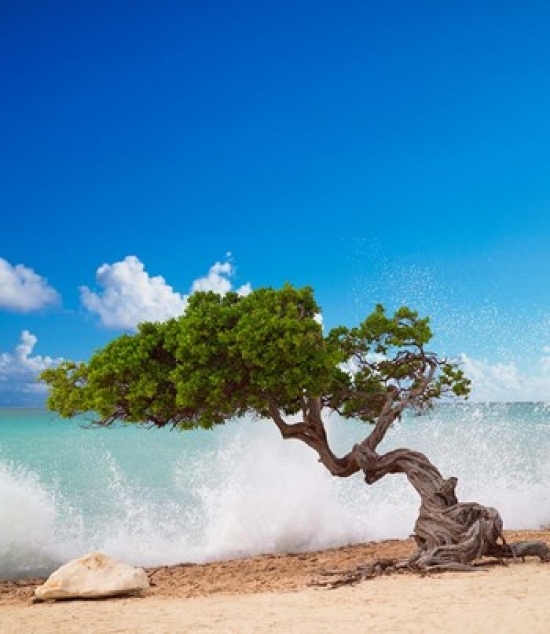 PDDCA04PTH0005B Divi Divi Tree Eagle Beach Aruba Caribbean Poster Print by Paul Thompson, 11 x 14