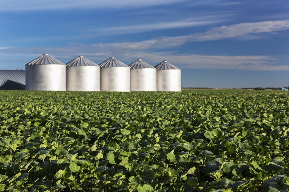 Mid Growth Canola Field with Clouds & Blue Sky & Metal Grain Bins in The Background - Alberta Canada Poster Print - 19 x 12 in.