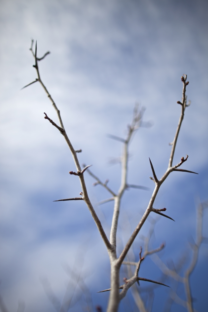 DPI12252045LARGE Tree with Buds in Springtime - Milton Ontario Canada Poster Print - 24 x 38 in. - Large