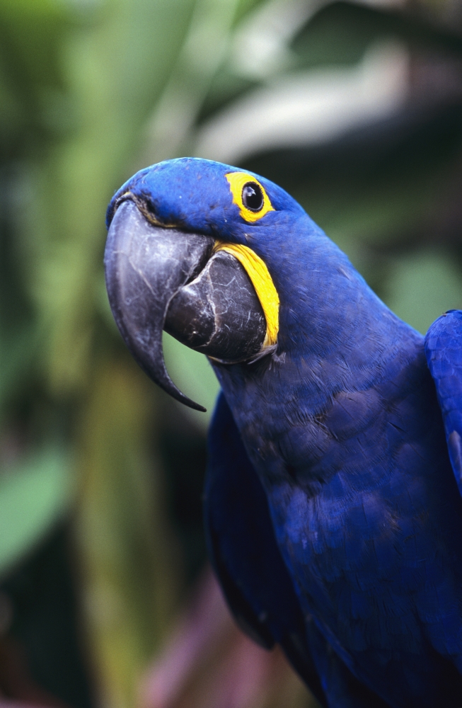 Blue & Yellow Hyacinth Macaw Bird Poster Print - 11 x 17