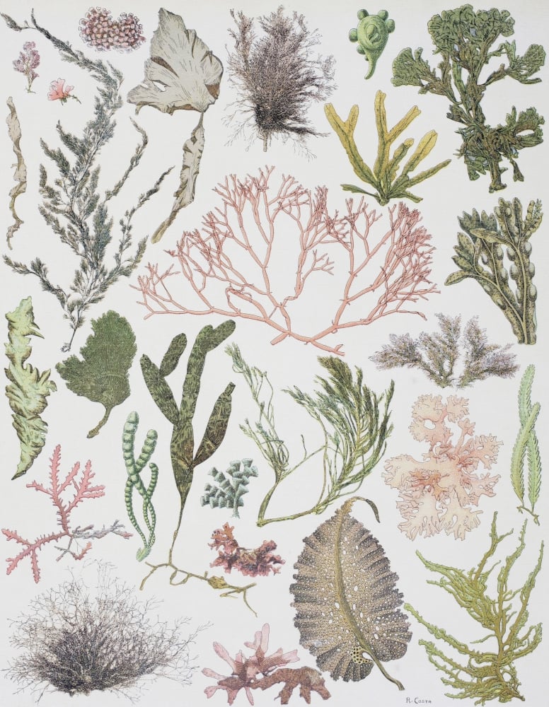 DPI2222066 Different Strains of Seaweed From Enciclopedia Ilustrada Segu Poster Print, 13 x 17
