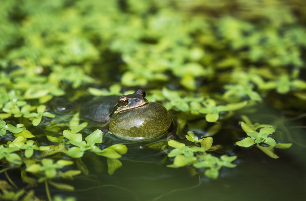 Pacific Tree Frog - Pseudacris Regilla Calls in A Pond - Astoria Oregon United States of America Poster Print - 19 x 12
