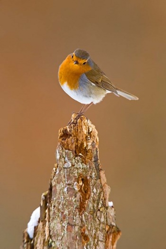PDDEU33DSL0053B Uk Robin Bird On Tree Stump Winter Poster Print by David Slater, 11 x 17