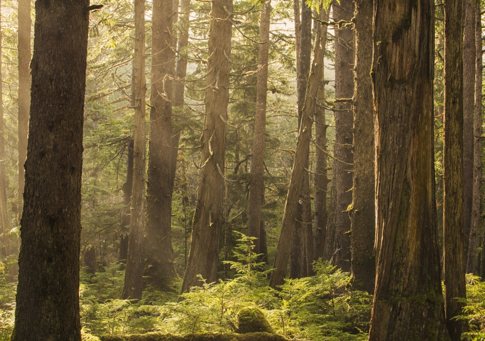 Sunlight Streams Through The Rainforest of Naikoon Provincial Park Which is on Haida Gwaii Poster Print - 36 x 26 in. - Large