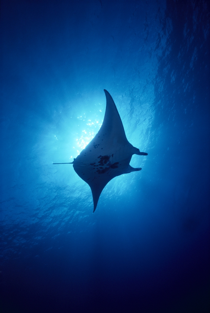 Hawaii Common Manta Ray Silhouette - 12 x 19