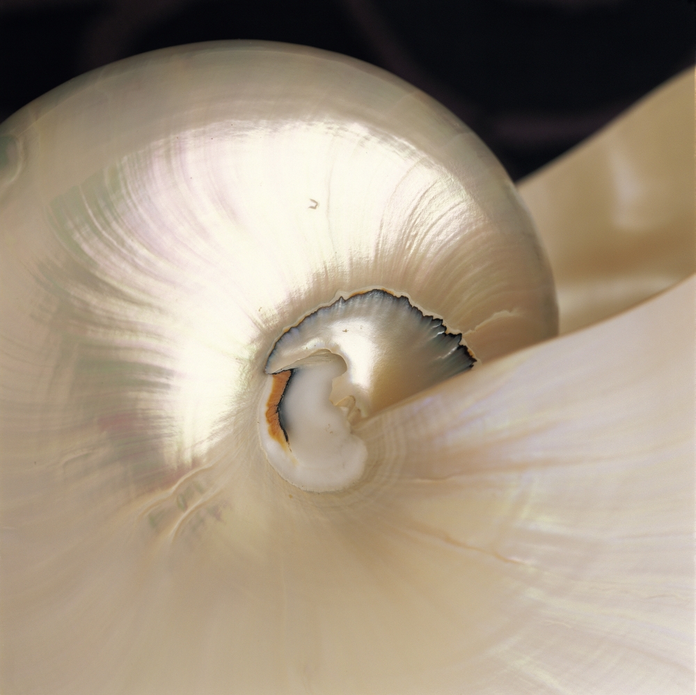 DPI2000900LARGE Extreme Close-Up Nautilus Shell Iridescent Color Texture Shiny Poster Print, 24 x 24 - Large