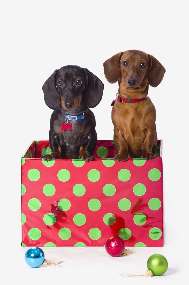 DPI2024304 Two Dachshund Puppies Inside A Polka Dot Christmas Gift Box Poster Print, 12 x 19