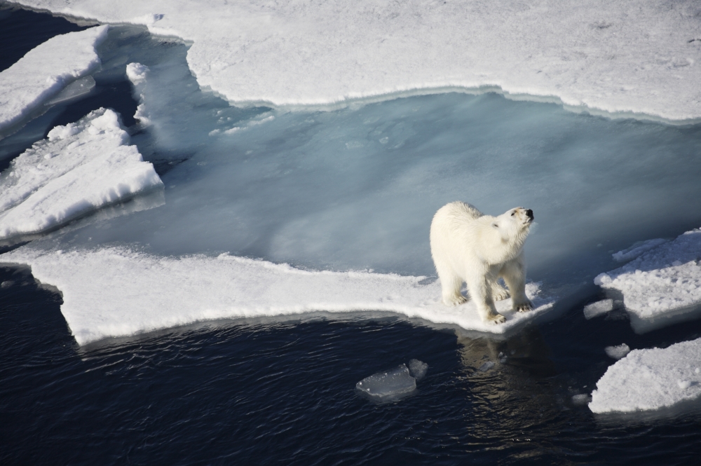 DPI2356017 Polar Bear On Melting Sea Ice High Angle View From Cruise Ship - Svalbard Norway Poster Print, 19 x 12