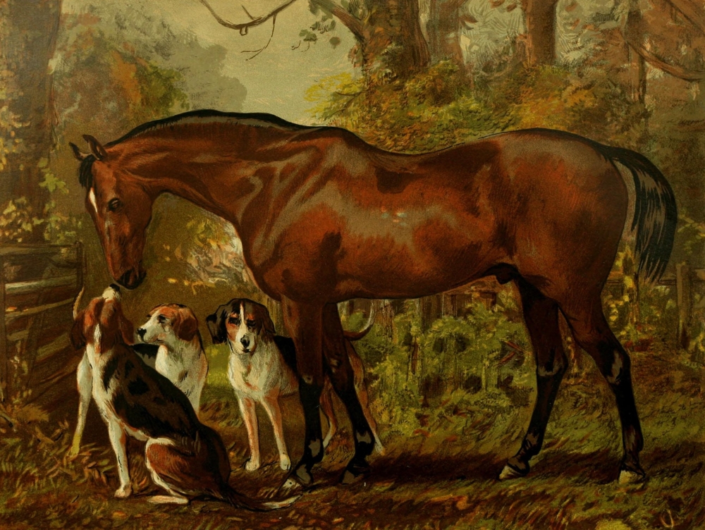 The Book of The Horse 1880 Freemason Poster Print by Unknown - 18 x 24
