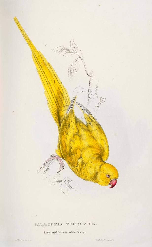 Psittacidae 1832 Rose-Ringed Parakeet Poster Print by Edward Lear - 18 x 24
