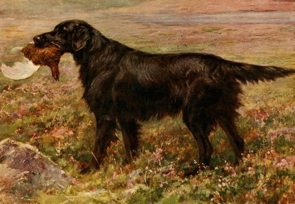 New Book of The Dog 1911 Flat-Coated Retriever Poster Print by Maud Earl - 18 x 24