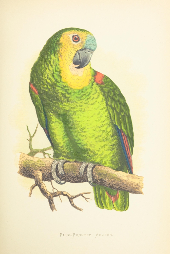 PPHPDP92131 Parrots in Captivity 1884 Blue-Fronted Amazon Poster Print by A.F. Lydon, 18 x 24
