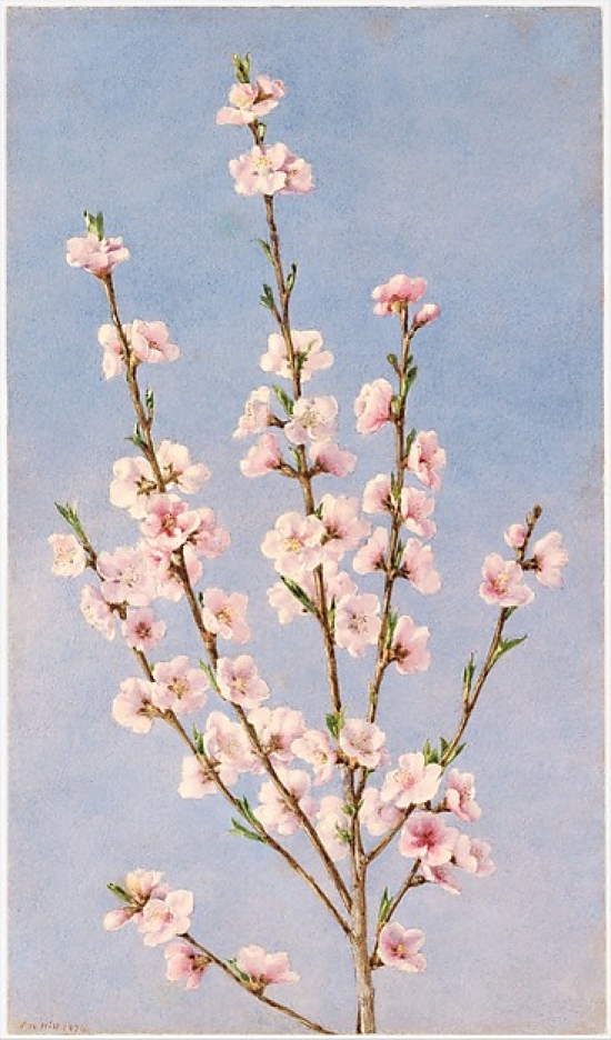 Peach Blossoms Poster Print by John William Hill - 18 x 24