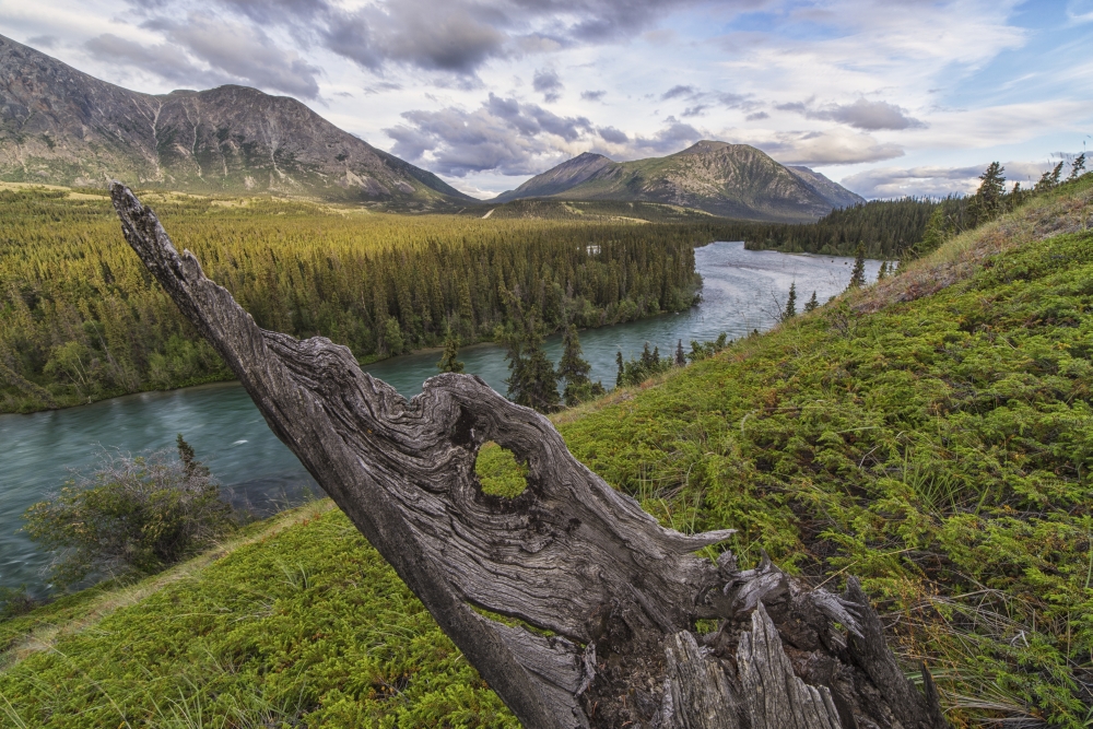 The Takhini River Flows Through A Valley Near Kusawa Lake with An Old Tree Stump Jutting From The Hillside Near Sunset - Poster Print - 19 x 12 in.