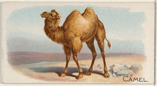 MET409129 Camel From The Quadrupeds Series, N21 for Allen & Ginter Cigarettes Poster Print, 18 x 24