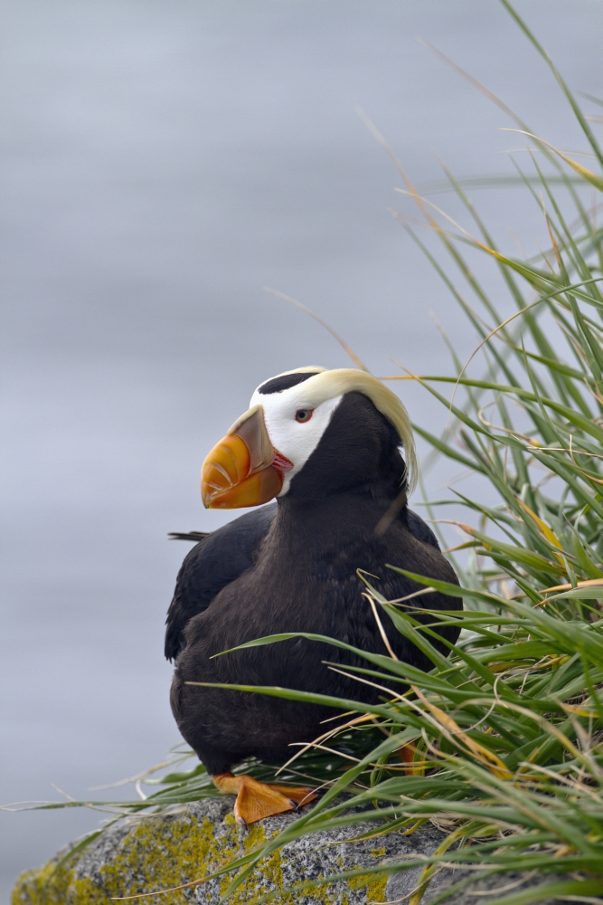 DPI12252877LARGE Tufted Puffin Fratercula Cirrhata Sitting on Boulder Walrus Islands State Poster Print - 24 x 38 in. - Large