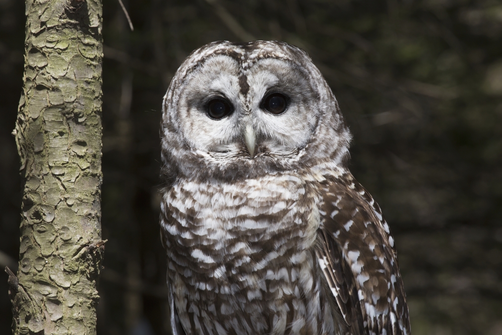 DPI12253114LARGE Northern Barred Owl Perched on Birch Limb - Connecticut USA Poster Print - 38 x 24 in. - Large