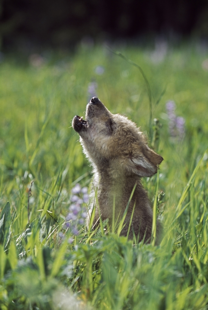 Wolf Puppy Howling in Mountain Meadow Poster Print, 12 x 18