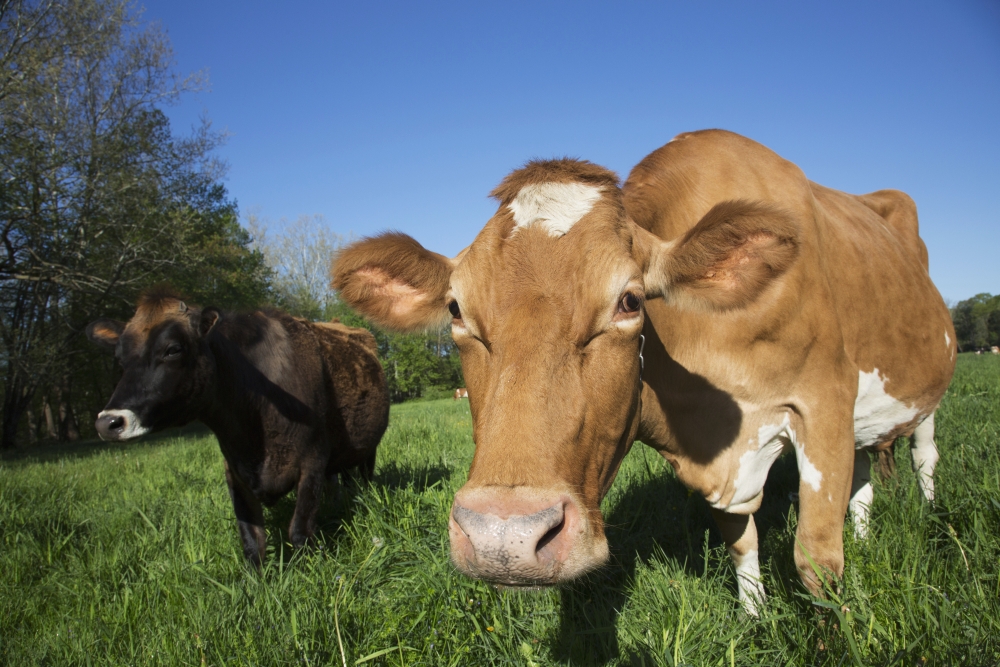 DPI12253128 Jersey Cow on The Left with Guernsey in Spring Pasture - Granby Connecticut United States of America Print - 19 x 12 in.