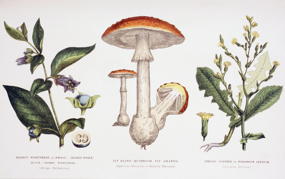 DPI1903895 18 x 11 in. Common Poisonous Plants Poster Print