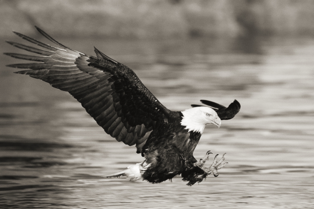 DPI1982158 Alaska Tongass National Forest Bald Eagle Hunting Herring Along Shoreline, Black & White Photograph Poster Print, 18 x 12