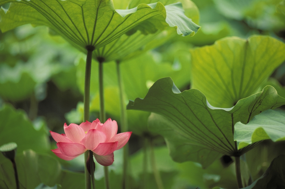 DPI1991217 Hawaii Single Bright Pink Full Lotus Blossom Amongst Green Leaf & Stems Poster Print, 17 x 11