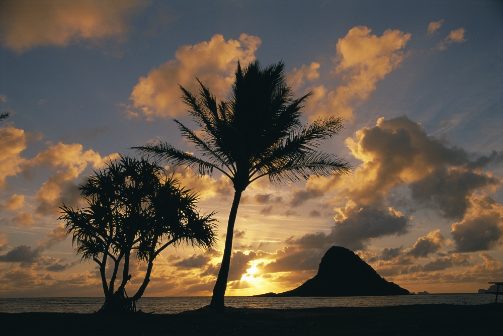 Picture of Design Pics DPI2004146 Hawaii Oahu Kualoa County Beach Park MokoliI Island&#44; Chinaman Hat At Sunrise Golden Light Palm Tree in Foreground Poster Print&#44; 19 x 12