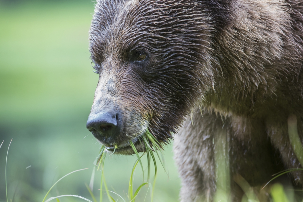 Grizzly Bear Poster Print - 38 x 24 in. - Large