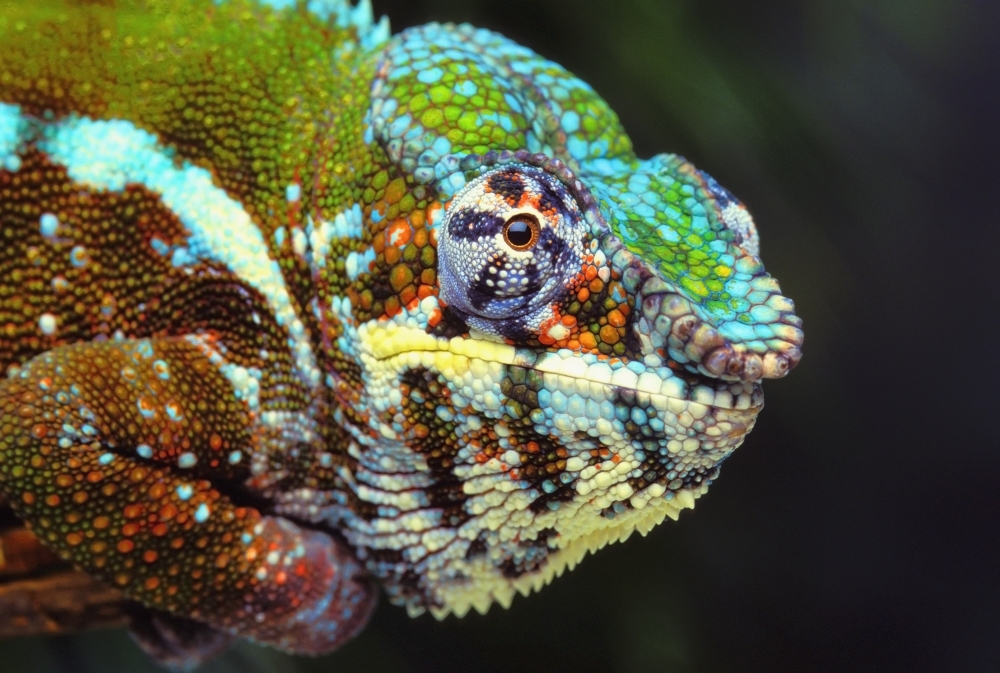 Picture of Design Pics DPI2331390 Male Panther Chameleon, Furcifer Pardalis - British Columbia Canada Poster Print, 18 x 12