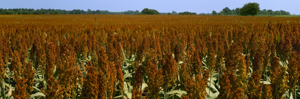DPI2344187 Agriculture - Crop of Mid Mature Grain Sorghum, Milo Ready for Harvest & Des Arc Arkansas USA Poster Print, 30 x 10