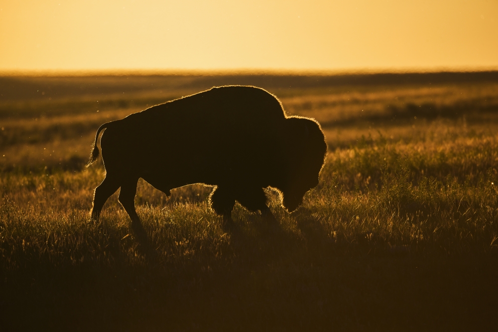 Silhouette of A Bison at Sunset Grasslands National Park - Saskatchewan Canada Poster Print - 38 x 24 in. - Large